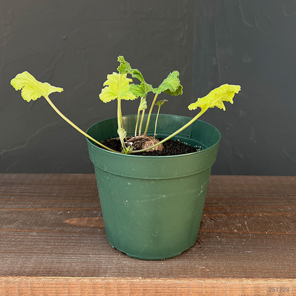 ペラルゴニウム：ロバツムsp.変異種　4号鉢植え