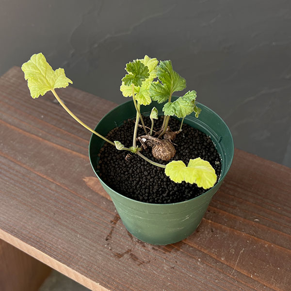 ペラルゴニウム：ロバツムsp.変異種　4号鉢植え