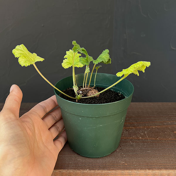 ペラルゴニウム：ロバツムsp.変異種　4号鉢植え