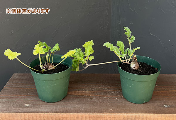ペラルゴニウム：ロバツムsp.変異種　4号鉢植え