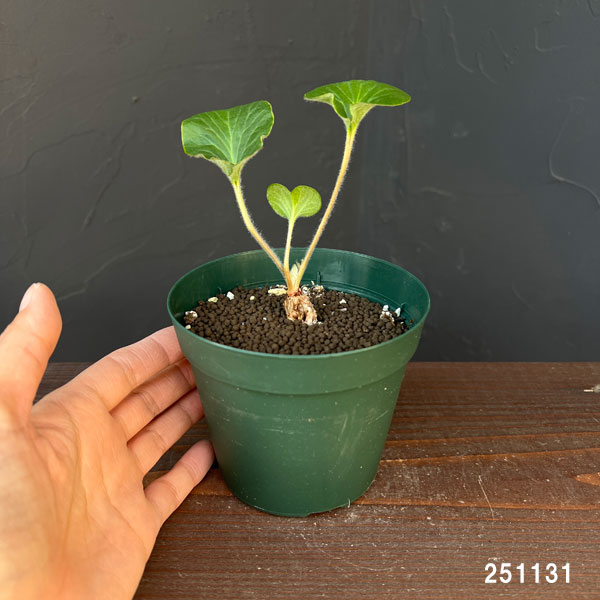 ペラルゴニウム：アサリフォリアム　4号鉢植え