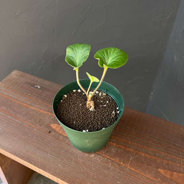 ペラルゴニウム：アサリフォリアム　4号鉢植え