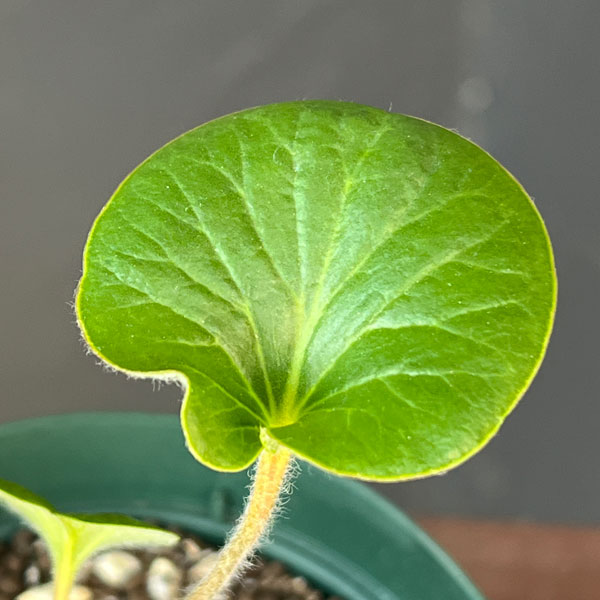 ペラルゴニウム：アサリフォリアム　4号鉢植え