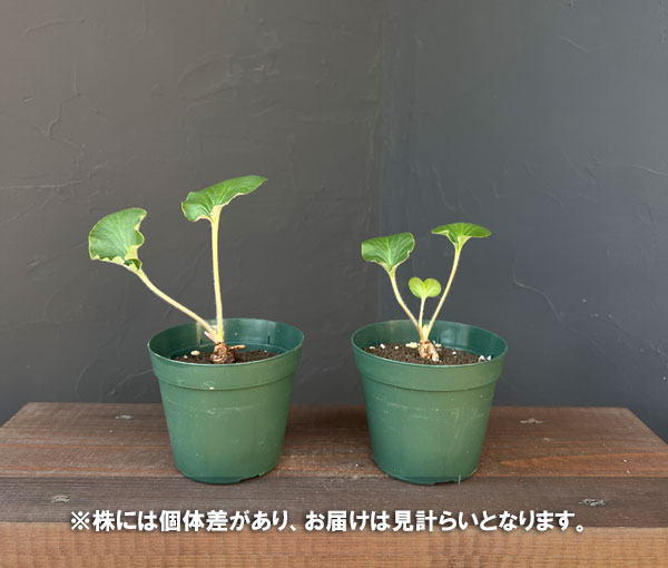 ペラルゴニウム：アサリフォリアム　4号鉢植え