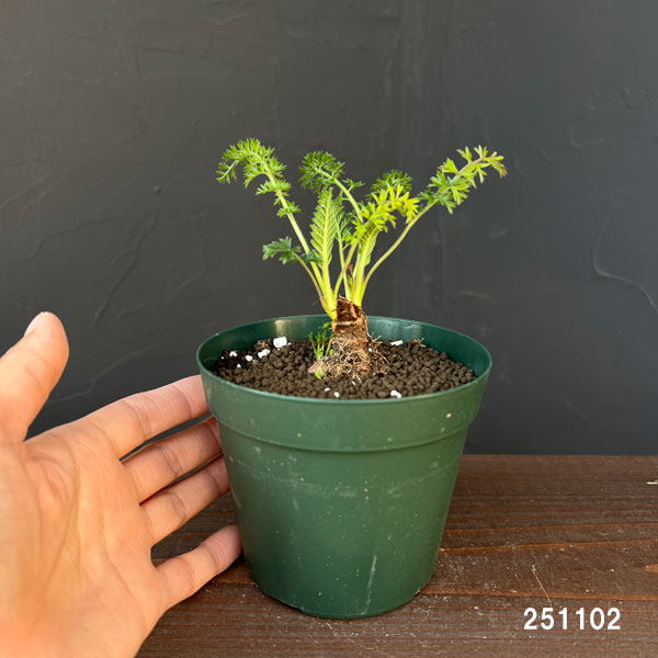 ペラルゴニウム：ラパセウム　4号鉢植え