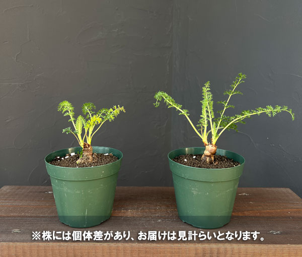 ペラルゴニウム：ラパセウム　4号鉢植え