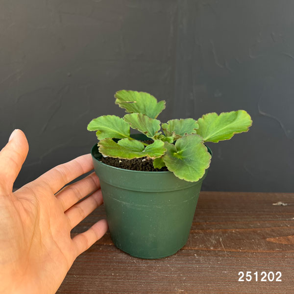 ペラルゴニウム：プンクタツム　4号鉢植え