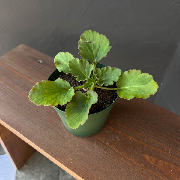 ペラルゴニウム：プンクタツム　4号鉢植え