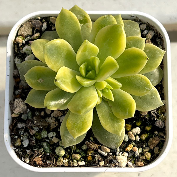 エケベリア：マッコス錦　2.5号