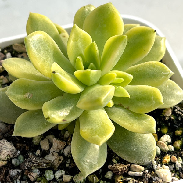 エケベリア：マッコス錦　2.5号