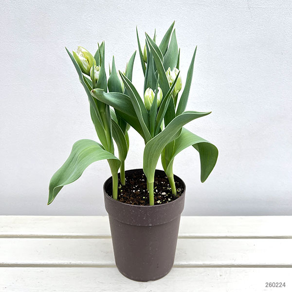チューリップ：パスワード（斑入り葉八重咲き）5号鉢植え