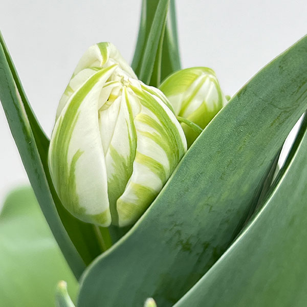 チューリップ：パスワード（斑入り葉八重咲き）5号鉢植え