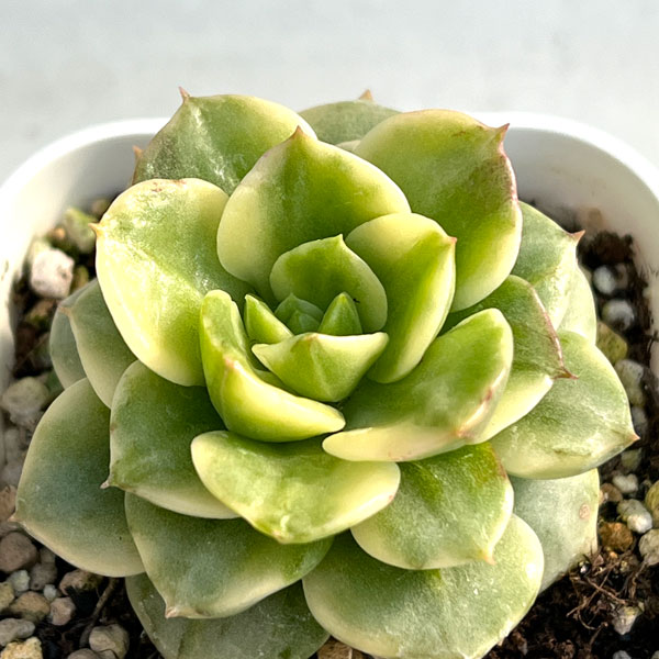 エケベリア：ローリー錦　2.5号