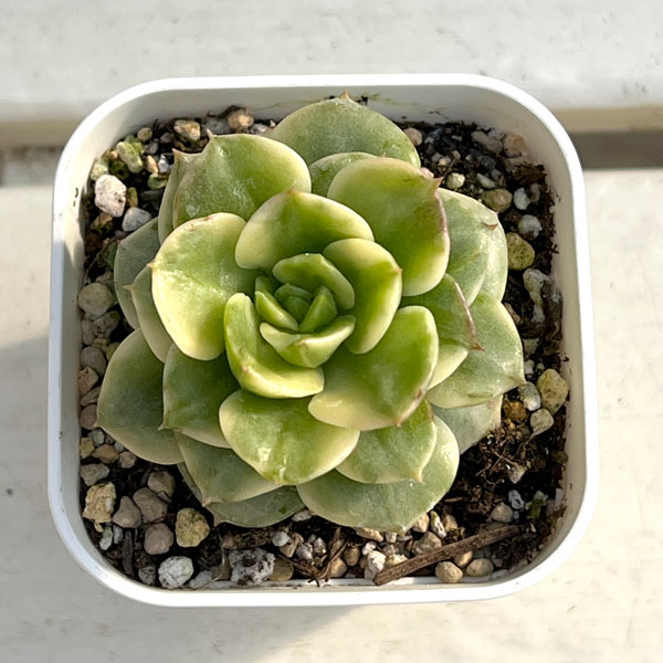 エケベリア：ローリー錦　2.5号