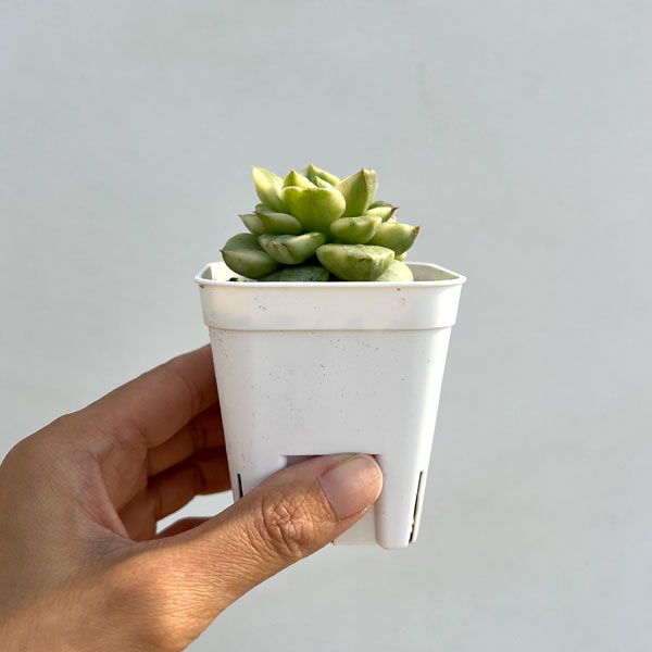 エケベリア：ローリー錦　2.5号