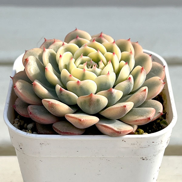 エケベリア：ブルーミニマ錦　2.5号