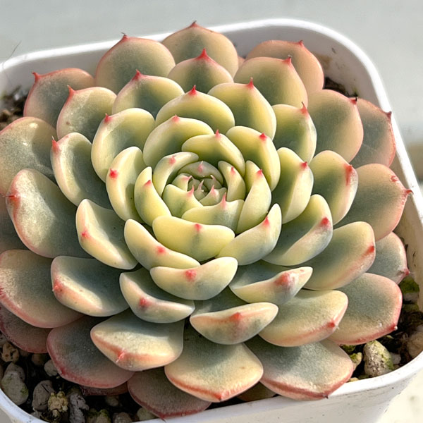 エケベリア：ブルーミニマ錦　2.5号