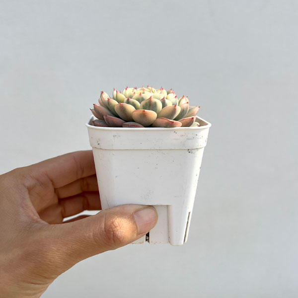 エケベリア：ブルーミニマ錦　2.5号