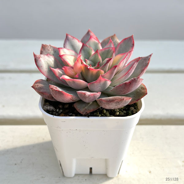 エケベリア：ムーンゴッテス錦　2.5号