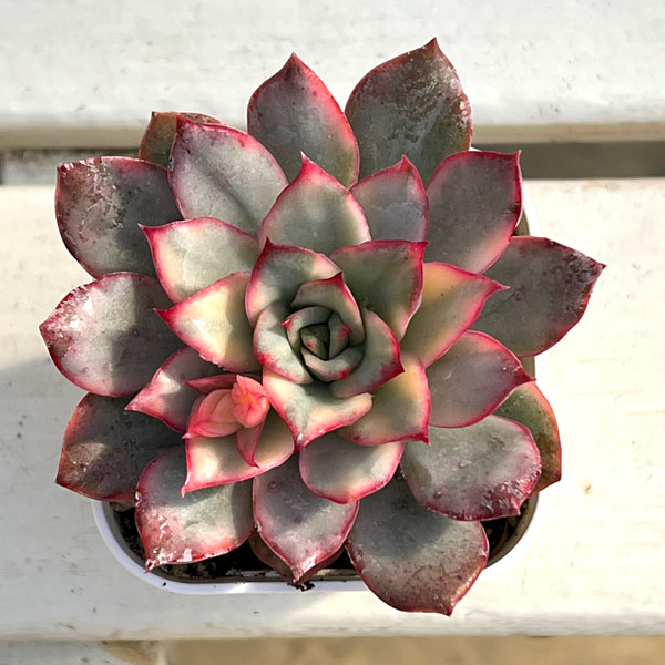 エケベリア：ムーンゴッテス錦　2.5号