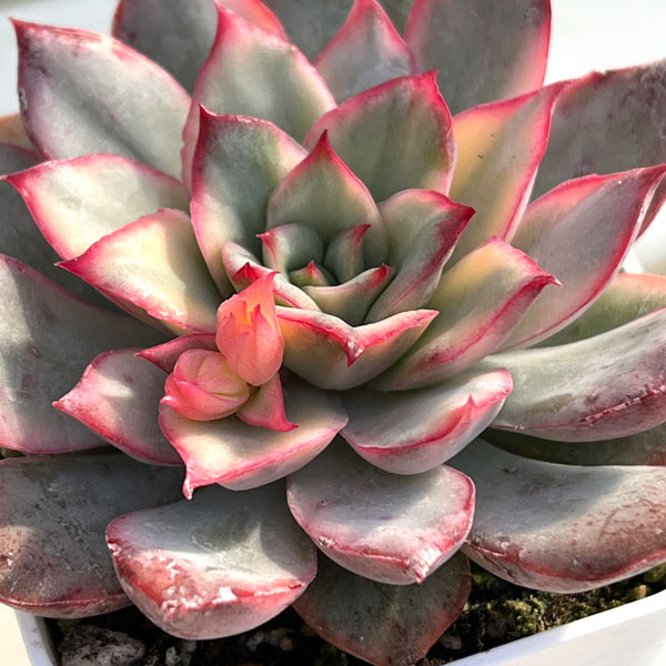 エケベリア：ムーンゴッテス錦　2.5号