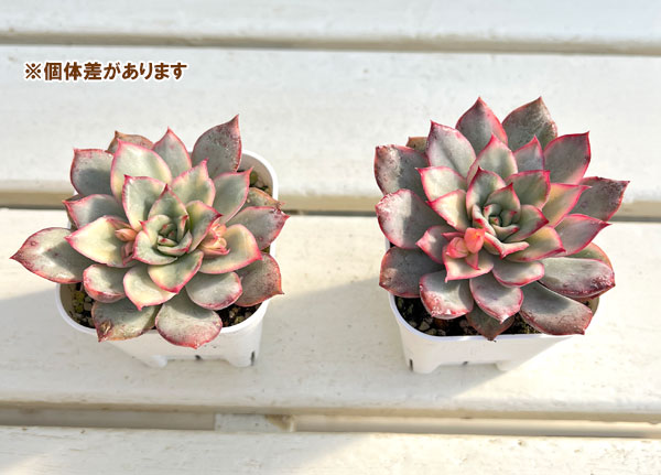 エケベリア：ムーンゴッテス錦　2.5号