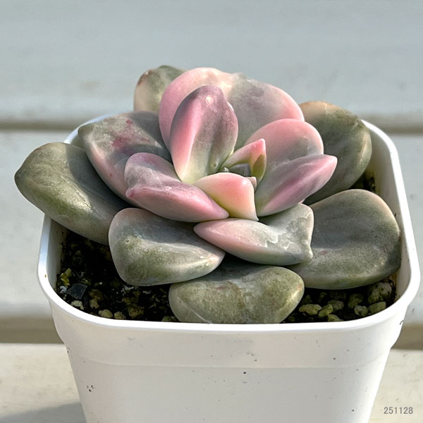 エケベリア：パープルディライト錦　2.5号