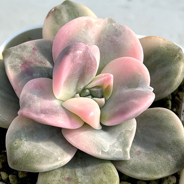 エケベリア：パープルディライト錦　2.5号