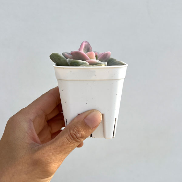 エケベリア：パープルディライト錦　2.5号