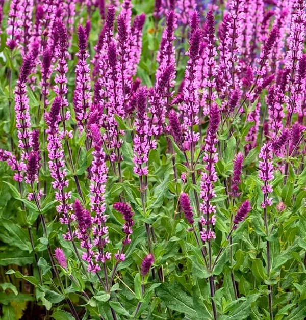 サルビア：ネモローサ　カラドンナピンク11cm角ポット