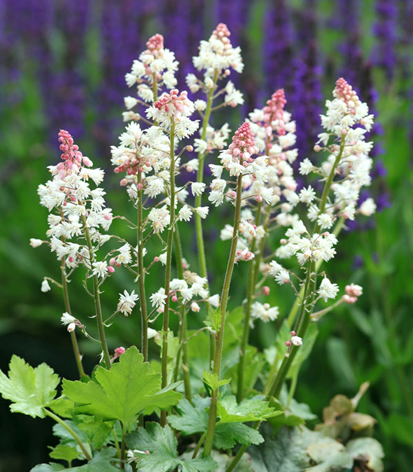 ヒューケレラ：ホワイトレボリューション3.5号ポット