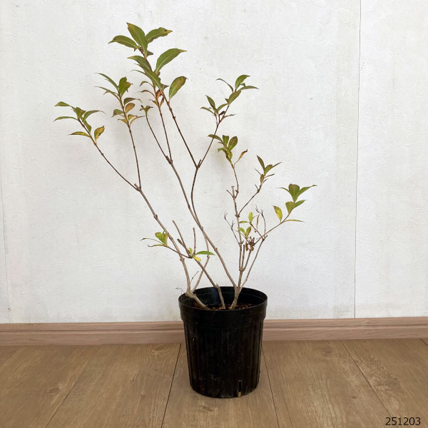 ワイゲラ：ソニックブルーム ピンク 6号ポット