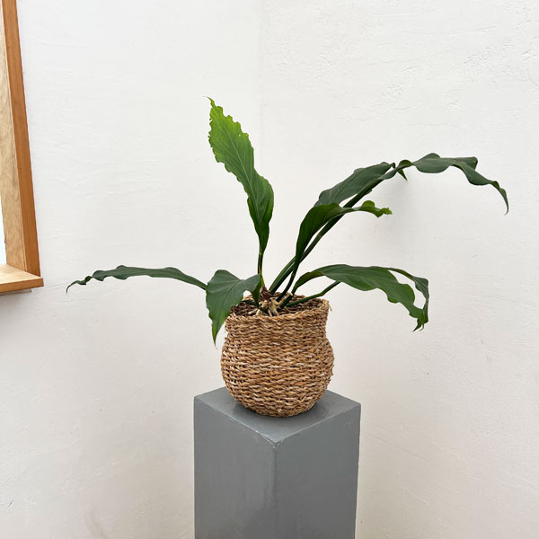 アンスリウム:フーケリー ホグラ草ゴードバスケット入り(5号鉢)