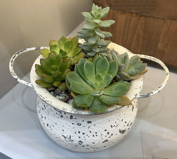 ミルヴァ：マルミット 白（内径7.5cm／底穴なし）