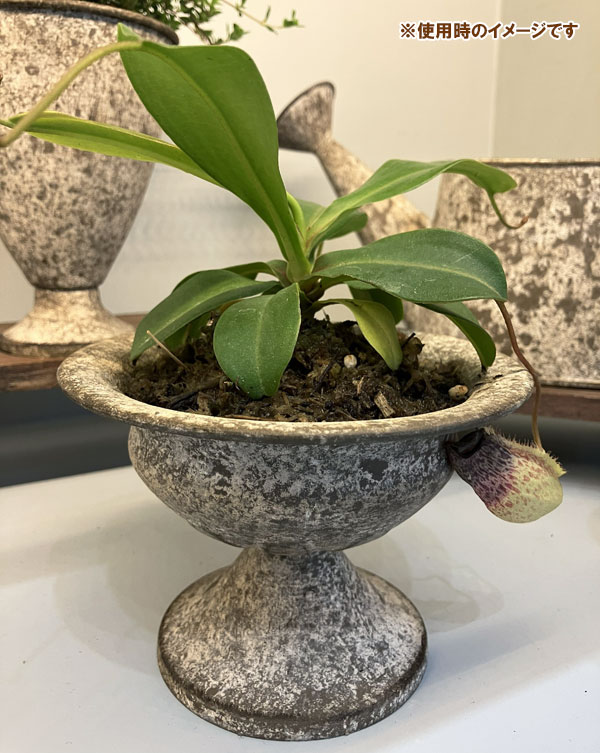 ミルヴァ：ミニカップ 白（直径13cm／底穴なし）