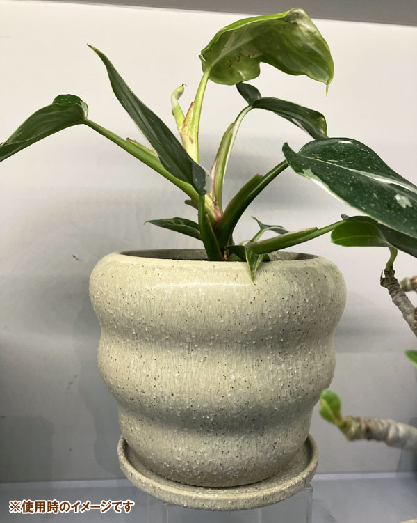 マノン：白M（直径12.5cm）・受け皿付