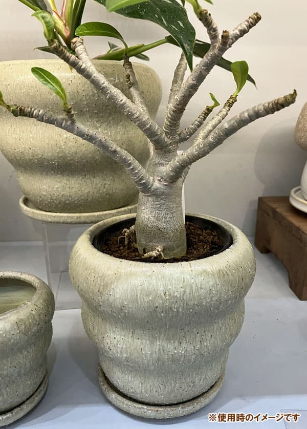 マノン：白M（直径12.5cm）・受け皿付