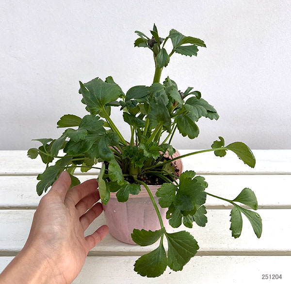 ラナンキュラス：ポンポン　キャンディ4号ポット苗