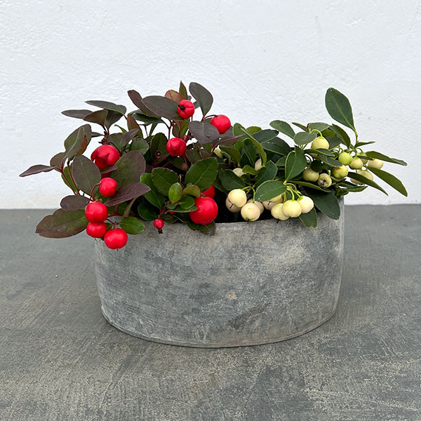 チェッカーベリー：紅白セット（ブリキプランター オーバル）