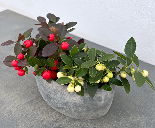 チェッカーベリー：紅白セット（ブリキプランター オーバル）