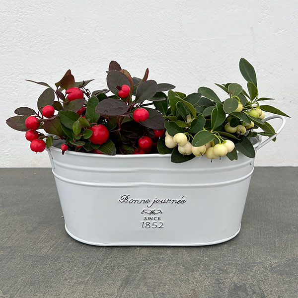 チェッカーベリー：紅白セット（フレンチブリキポット　オーバル）