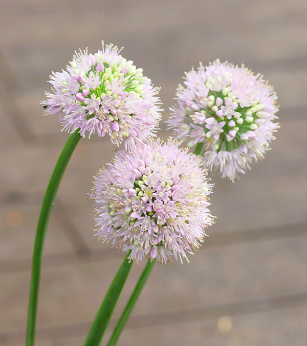 アリウム：エスミー　3.5号ポット