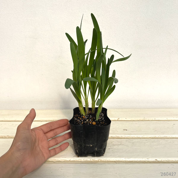 アリウム：エスミー　3.5号ポット