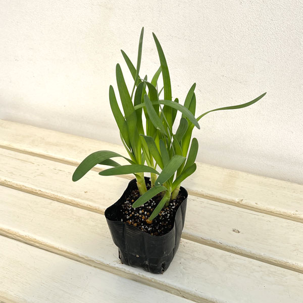 アリウム：エスミー　3.5号ポット