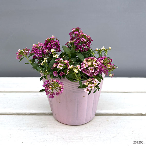 アリッサム：レッド3.5号ポット