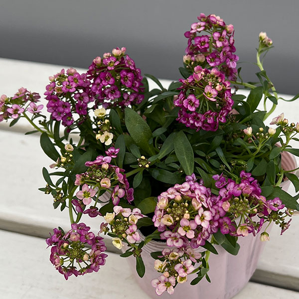 アリッサム：レッド3.5号ポット