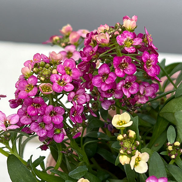 アリッサム：レッド3.5号ポット