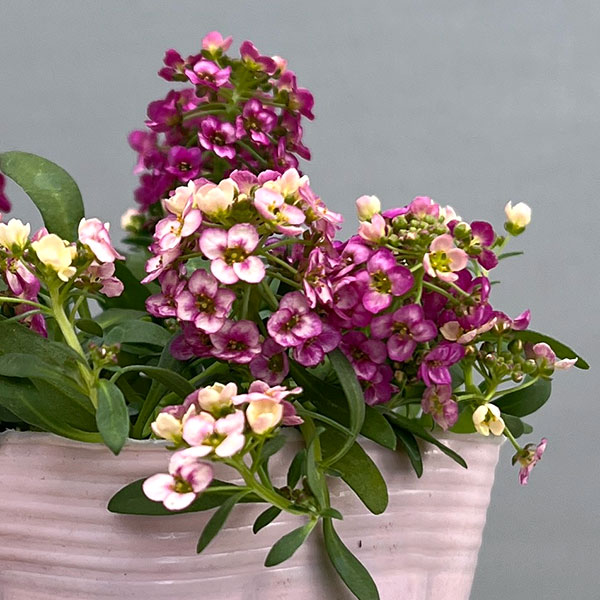 アリッサム：レッド3.5号ポット