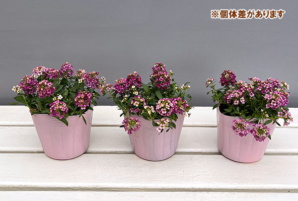 アリッサム：レッド3.5号ポット