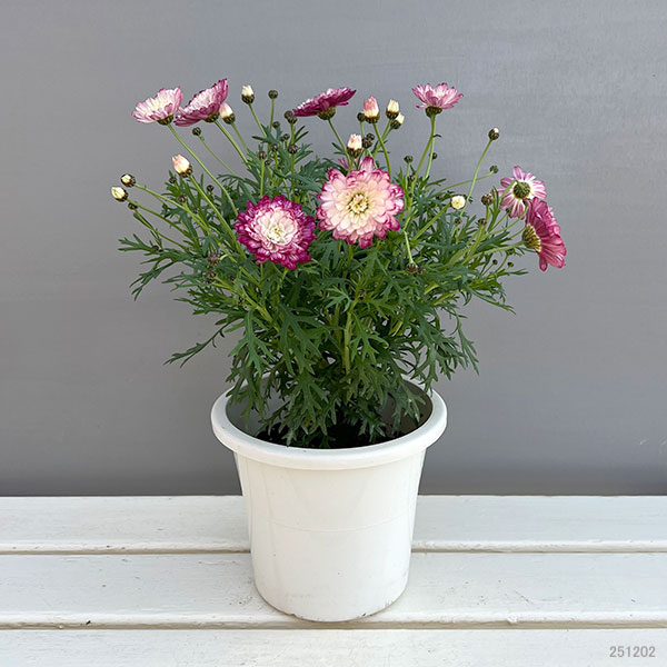 マーガレット：スマッシュ　ダブルストロベリークリーム5号鉢植え